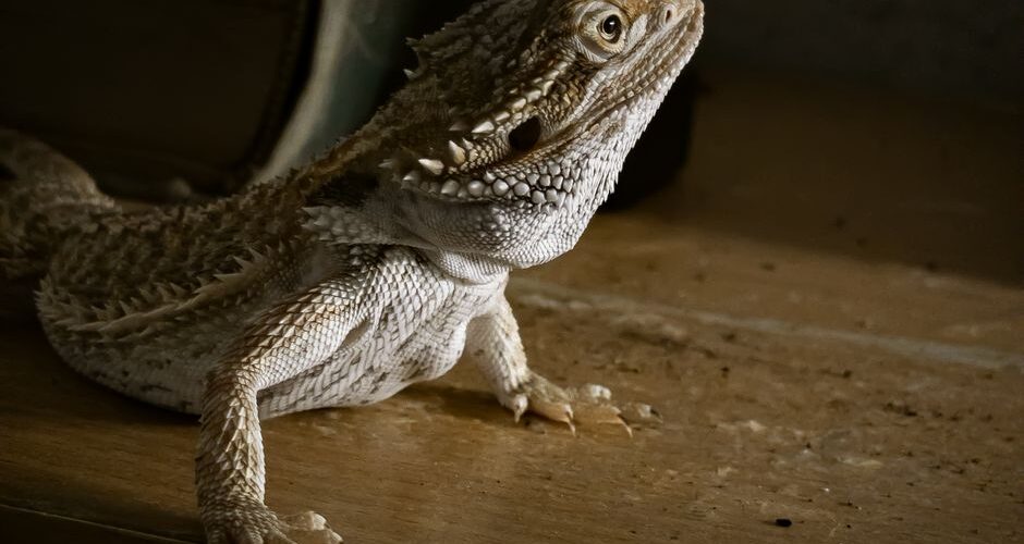 The Rise of Exotic Pets: Navigating the World of Unusual Companions in 2026