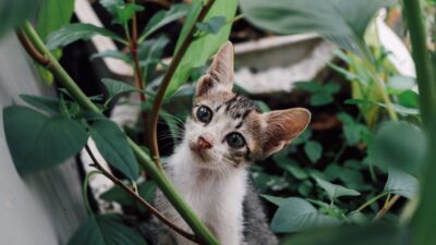 Pet-Friendly Gardens: Creating the Perfect Outdoor Space for Your Furry Friends in 2026