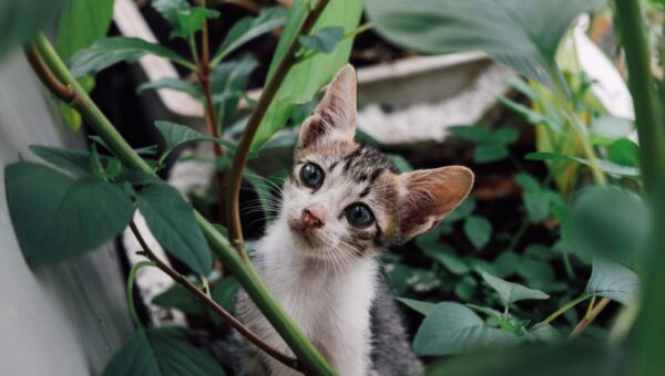 Pet-Friendly Gardens: Creating the Perfect Outdoor Space for Your Furry Friends in 2026