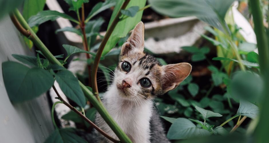 Pet-Friendly Gardens: Creating the Perfect Outdoor Space for Your Furry Friends in 2026