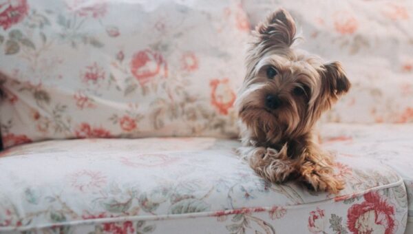 Pet-Friendly Homes: Designing Spaces That Cater to Your Animal Companions in 2026