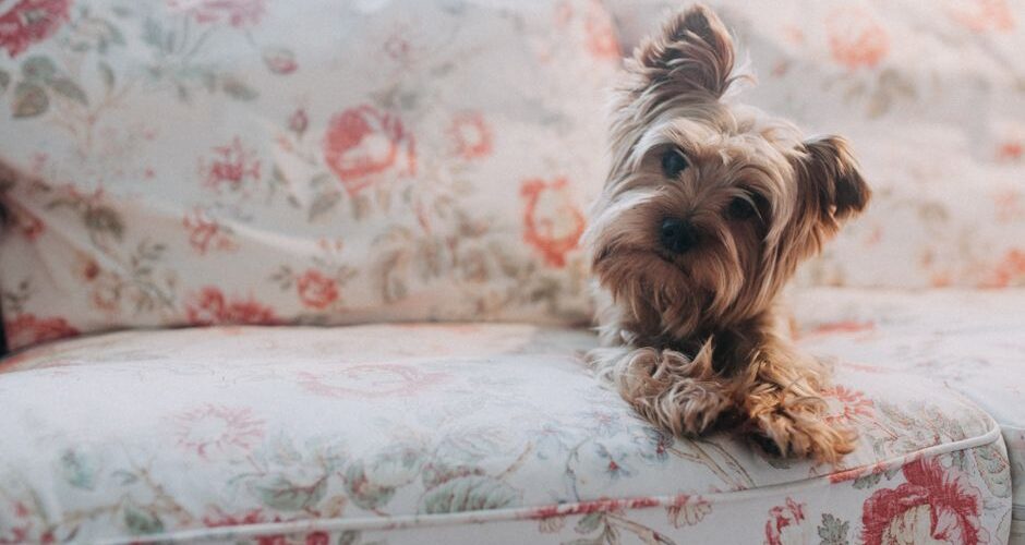 Pet-Friendly Homes: Designing Spaces That Cater to Your Animal Companions in 2026