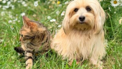 Beyond the Basics: Understanding and Managing Pet Allergies in 2026