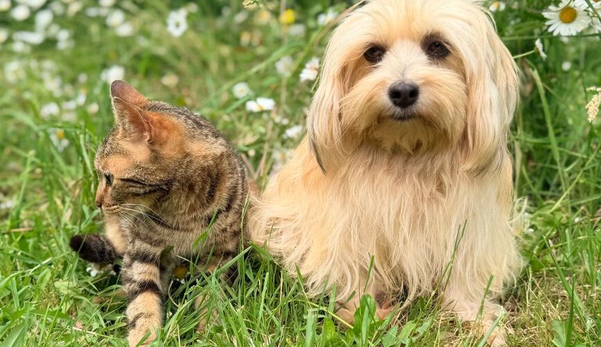 Beyond the Basics: Understanding and Managing Pet Allergies in 2026