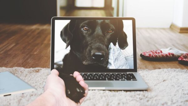 Unlocking the Mysteries of Pet Communication: Understanding Animal Language in 2026