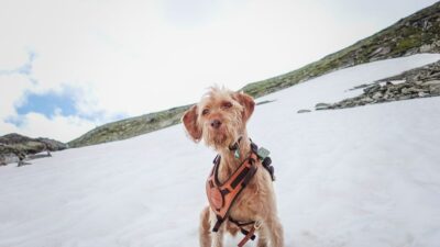The Rise of Pet Travel: Ensuring Safe and Fun Adventures with Your Animal Companions in 2026