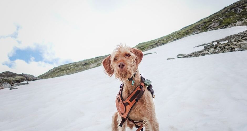 The Rise of Pet Travel: Ensuring Safe and Fun Adventures with Your Animal Companions in 2026