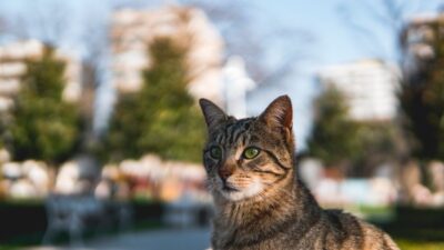 Urban Wildlife Companions: Embracing Nature’s Neighbors as Pets in 2026