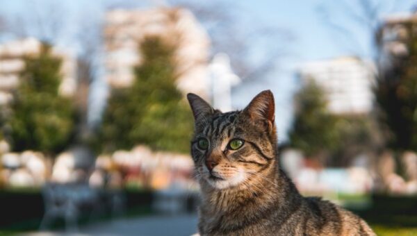 Urban Wildlife Companions: Embracing Nature’s Neighbors as Pets in 2026
