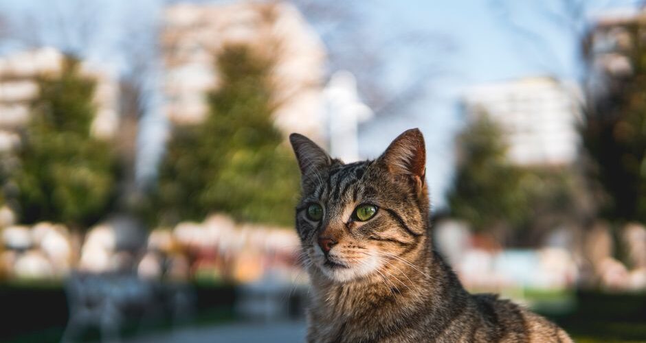 Urban Wildlife Companions: Embracing Nature’s Neighbors as Pets in 2026