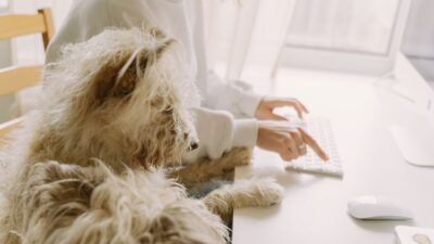 Paw-ternity Leave: Embracing Furry Family Additions in 2026